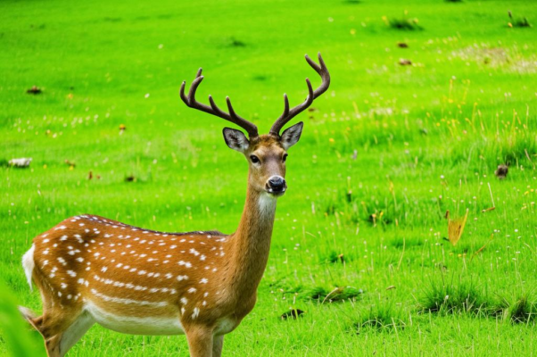 «Стаял, точно льдинка, час...»