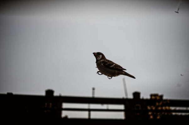 Птичка («Вчера я растворил темницу…»)