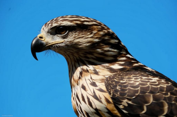 Выводок обид