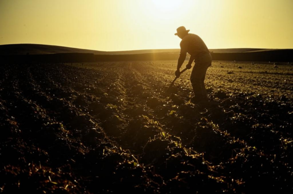 «Лукавый Сеятель, свой урожай лелея...»