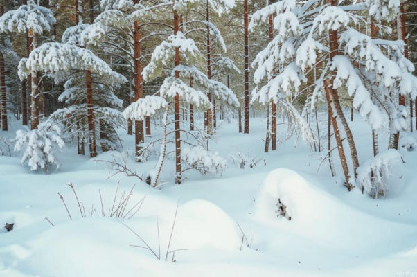 Тайга («В какой-то книге ― не запомнилос…»)
