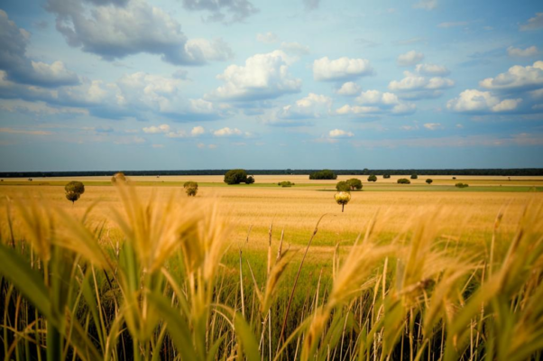 «По степному цветному раздолью...»