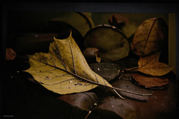 Вечером («Вечер печальный и зябки…»)