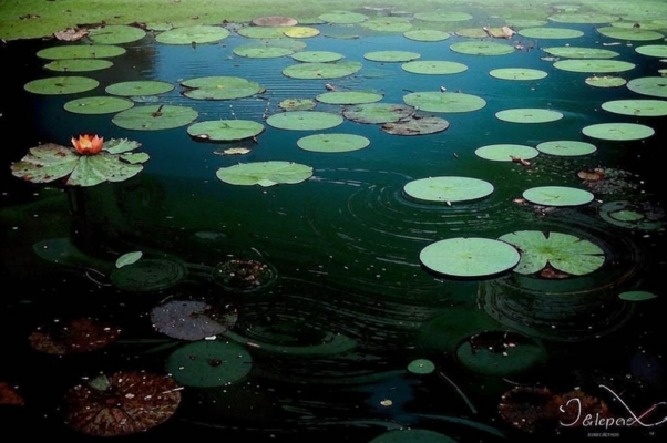 «Я видел Море Черное во сне...»