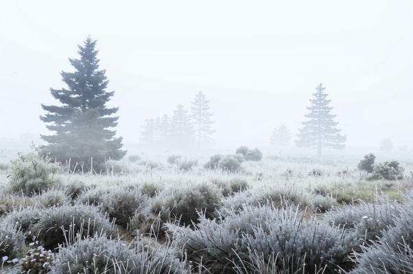 Волчья облава