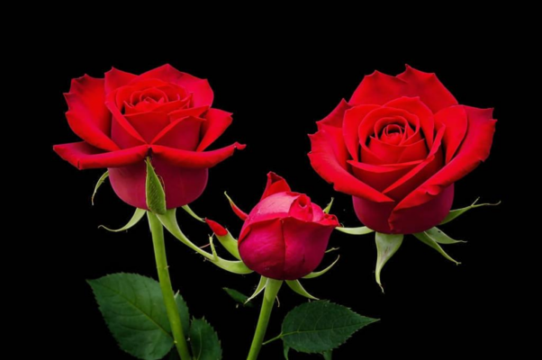 «Два образа предстали пред тобою...»