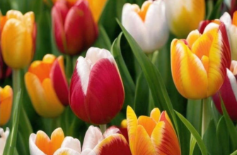 Девушка у Харона