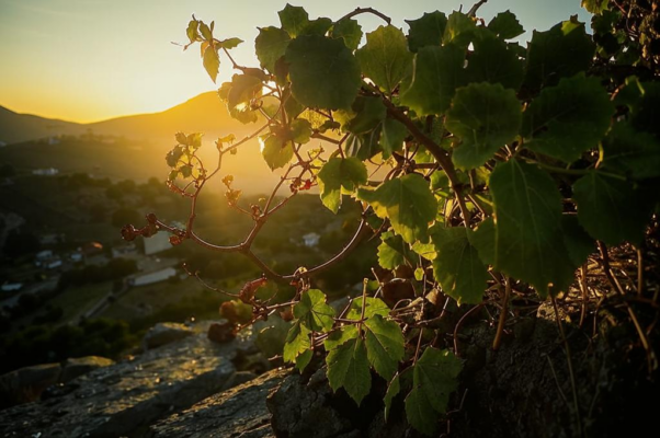 Воспоминание («Люблю я край заброшенный и дикий…»)