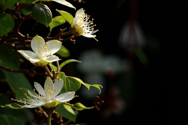 Последние флейты