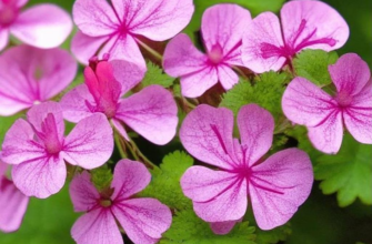 Римской проститутке