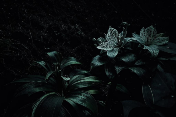 Вечные лучи