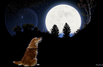 «Пора признать — хоть вой, хоть плачь я...»