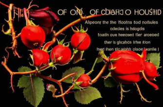 Песенька о шиповниках