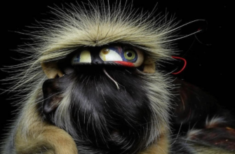 Какие здесь живут зверьки