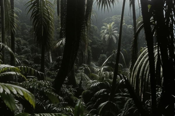 «В чаще, где пахнет грибами...»