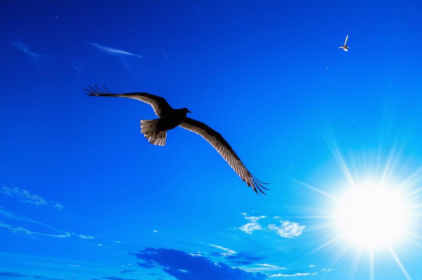 С песнею торжественной...