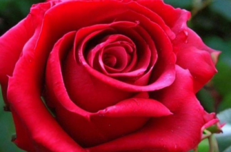 Затерявшийся крик