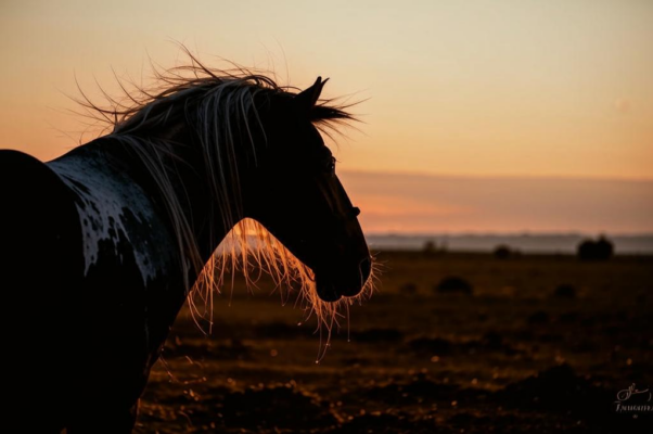 «В вечерней полутьме едва маяча...»
