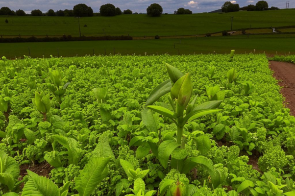 «Цветничок ты мой, цветничок...»